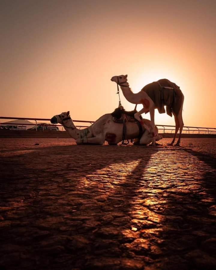 Rum Bedouin Trips Otel Ram Vadisi Dış mekan fotoğraf